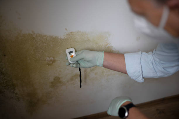 Best Mold Damage Restoration  in Moscow, PA